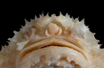 Media type: image; Ichthyology 28724